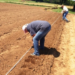 farm planting corn e